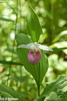 Showy Lady's-slipper