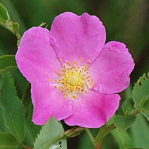 Wild rose