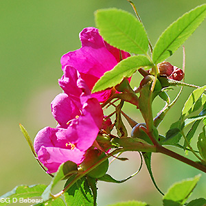 Smooth Rose cluster