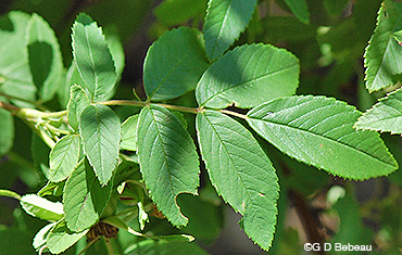 Smooth Rose Leaf
