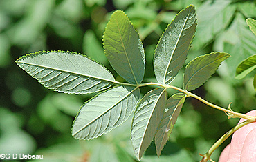 Smooth Rose leaf underside