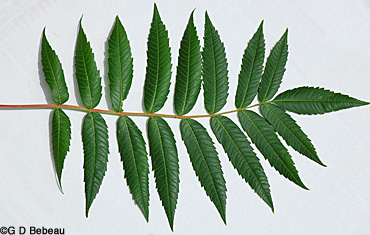Smooth Sumac leaf