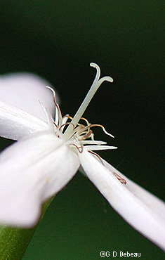 style and stamens