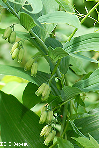 Solomon's Seal