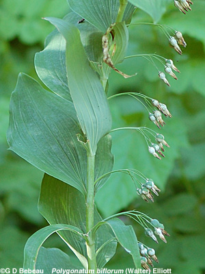 Solomon's Seal fruit