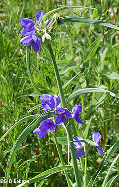 Spiderwort