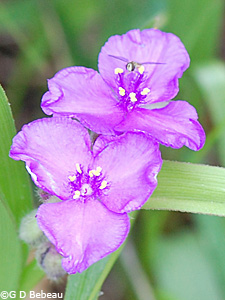 Bracteata Spiderwort
