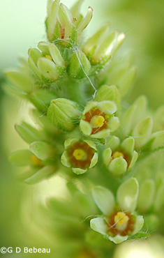 Staghorn Sumac flower
