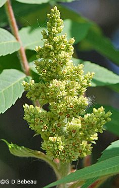 Staghorn Sumac flower cluster