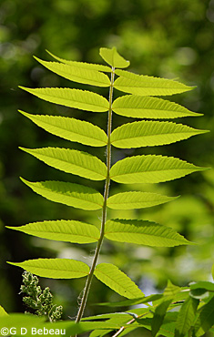 Staghorn sumac leaf