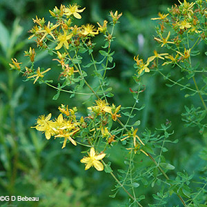 St. Johnswort
