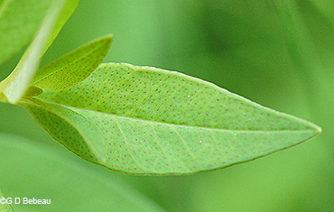 leaf upper side