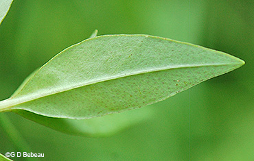 leaf underside