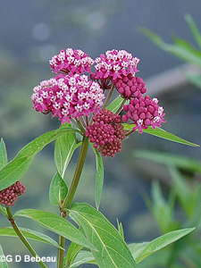Swamp Milkweed