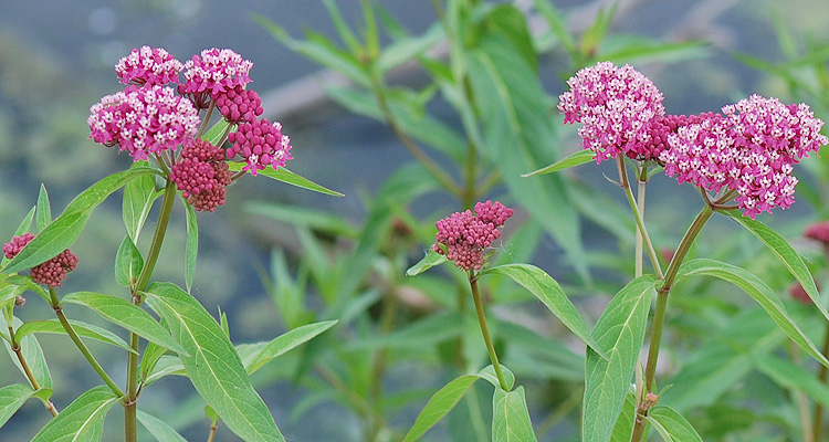 Swamp Milkweed Group