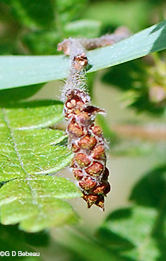 male catkin
