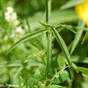 Tall buttercup upper leaf