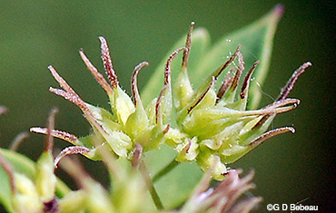 fertile female flowers