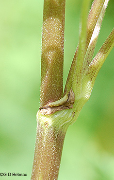 leaf sheath