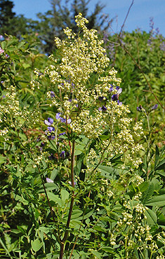 Tall Meadow Rue