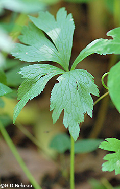 basal leaf