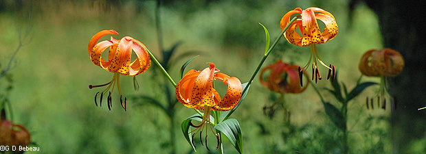 Turk's-cap Lily