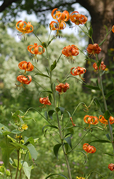 Turkscap lily
