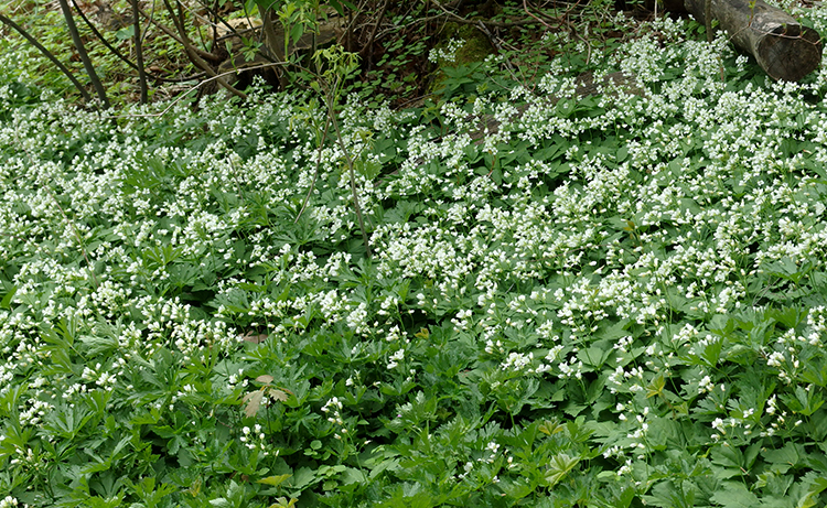 Two-leaved toothwort