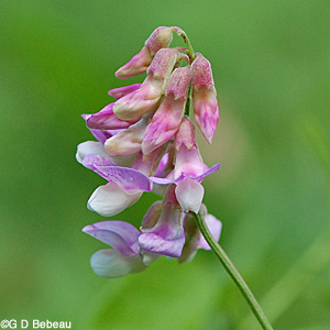 Veiny Pea flower cluster