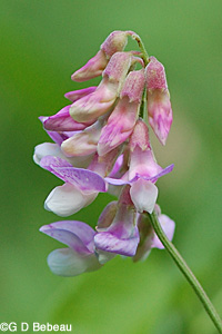 Veiny Pea