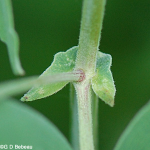 Veiny Pea leaf stipule