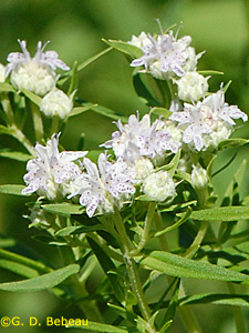 Virginia Mountain Mint
