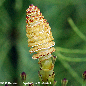 Water Horsetail strobilus