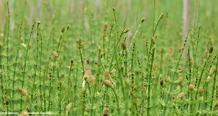Horsetail