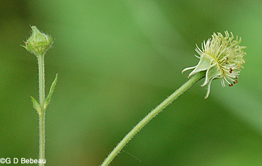 White Avens seed head