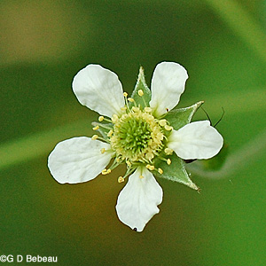 White avens flower