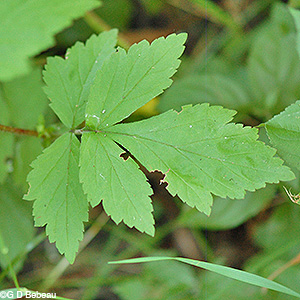 White Avens lower leaf