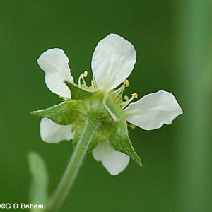 White Avens flower head