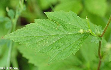 White Avens Upper leaf