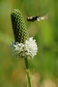 White Prairie Clover