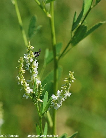 White Sweet Clover