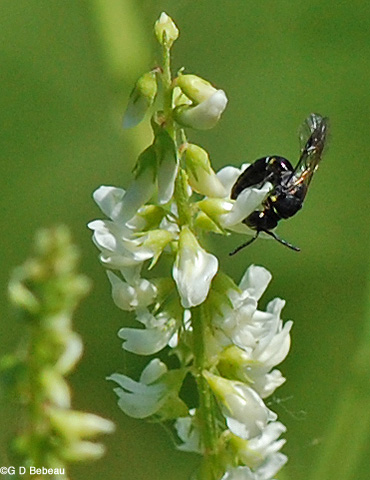 White Sweet Clover