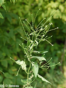 White Vervain
