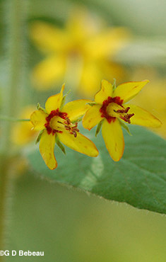 Whorled Loosestrife