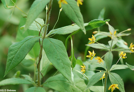 Whorled Loosestrife