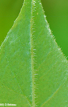 Underside of leaf
