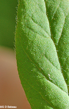 upper side of leaf