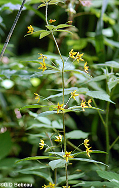 Whorled Loosestrife plant