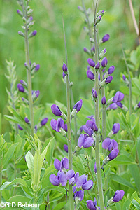 False Blue Indigo