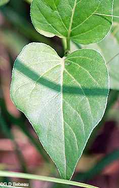 leaf